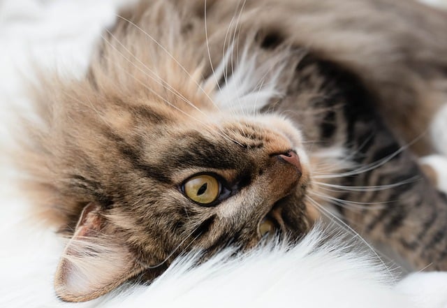 Gros plan d'un chat tigré aux yeux verts, allongé sur un mobilier félin élégant et moelleux.